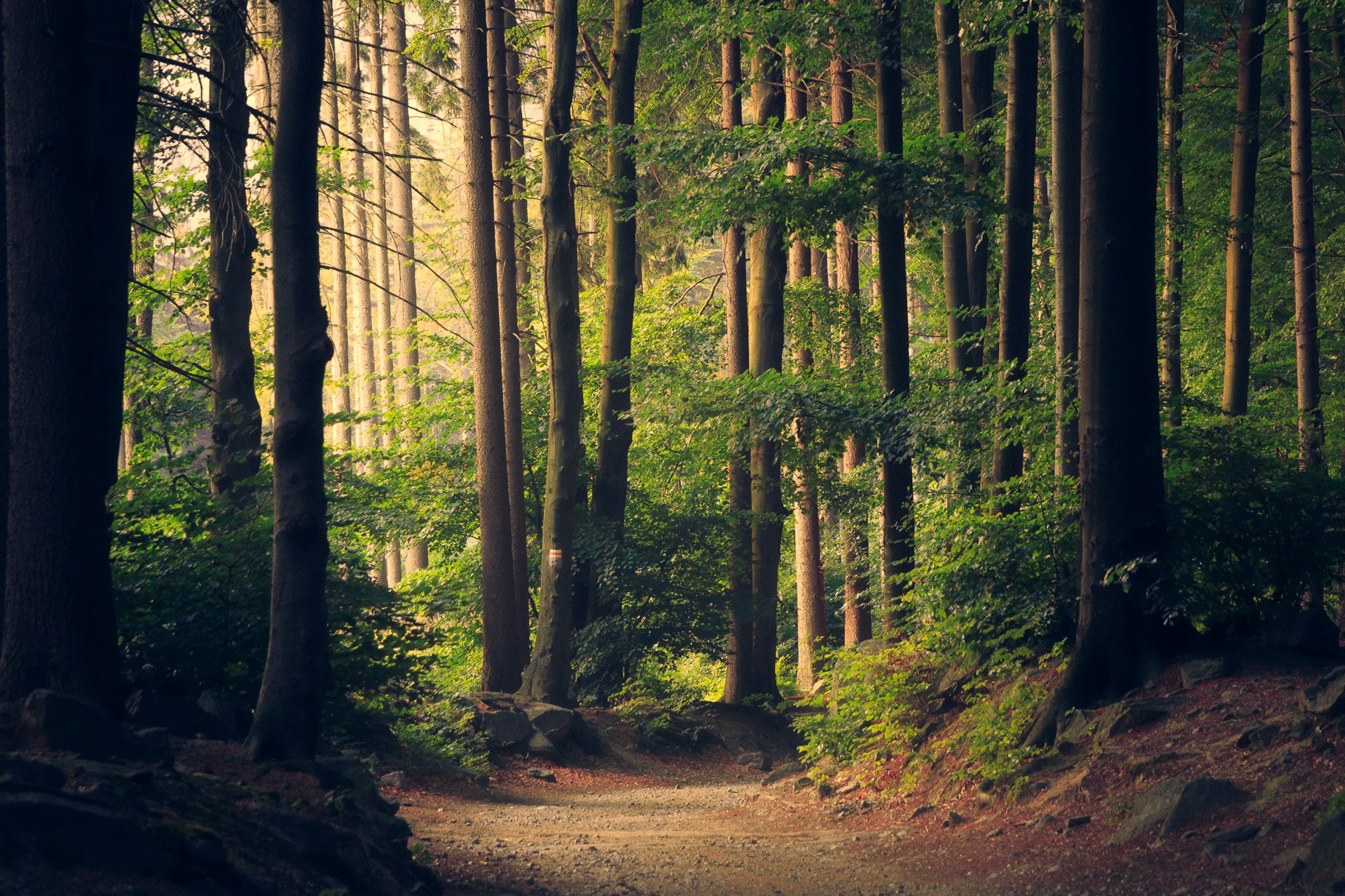 Spencer Villa - forest light